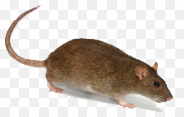 Rat Png Transparent Image - That Causes Lassa Fever