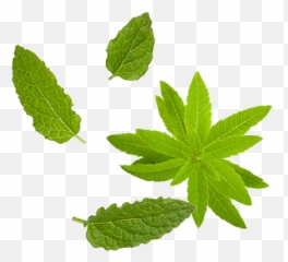 Download Mint Png - Maple Leaf Full Size PNG