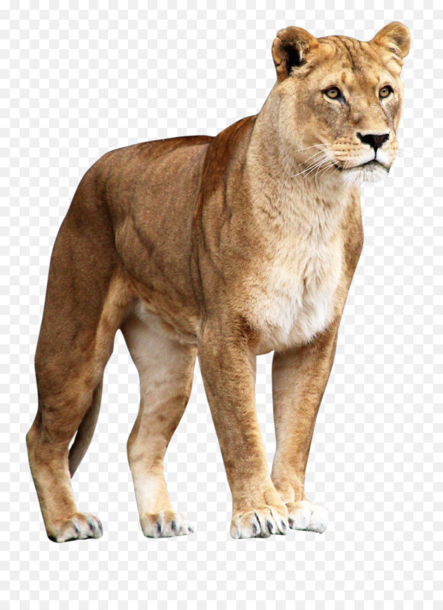 Brown Lioness Png