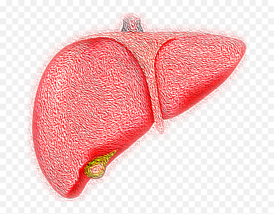 Liver Hepatic Organ - Easy Hepatitis B Drawing Png,Liver Png