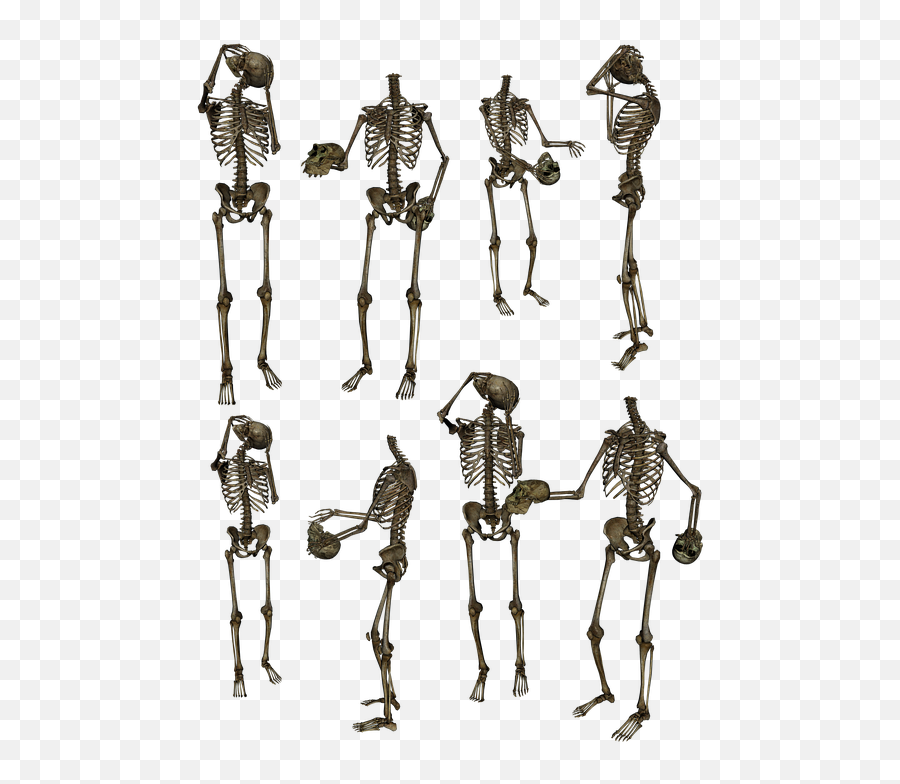 Skeletons Bones Skull Funny Humor Human - Skeletons Png,Skeletons Png