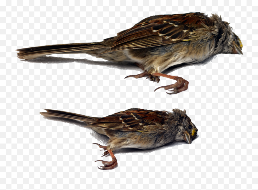 Dead Bird Png Hd - Dead Bird Png,Bird Png Transparent