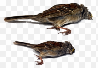 Dead Bird Png Hd
