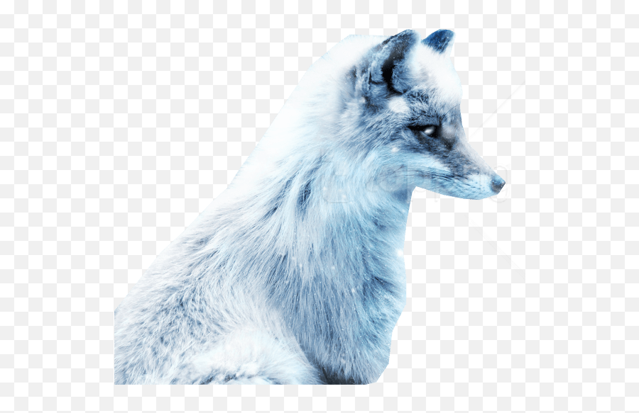 Download Arctic Snow Fox Png Images Background - Snow Fox Snow Fox Art,Snow Background Png