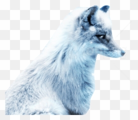 Download Arctic Snow Fox Png Images Background - Art