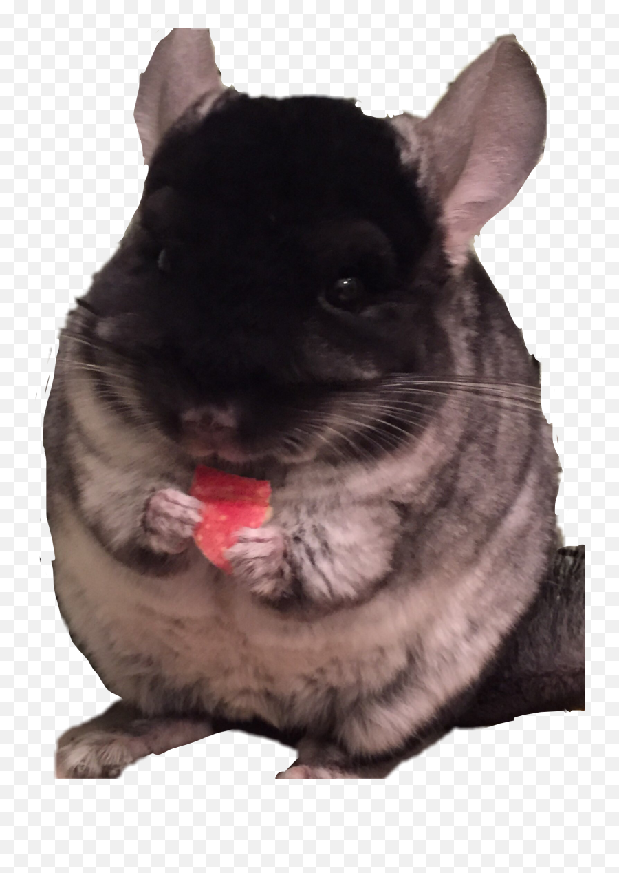 Chinchilla - Sticker By Katestv Mouse Png,Chinchilla Png