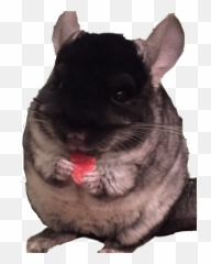 Chinchilla - Sticker By Katestv Mouse Png,Chinchilla Png