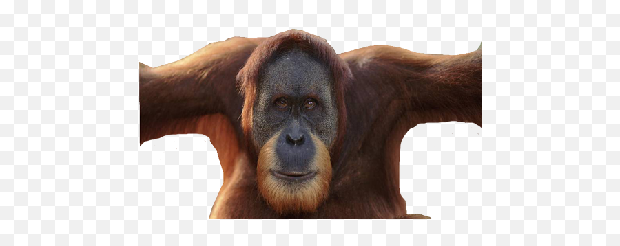Orangutan Png - Male Orangutan No Flanges,Orangutan Png