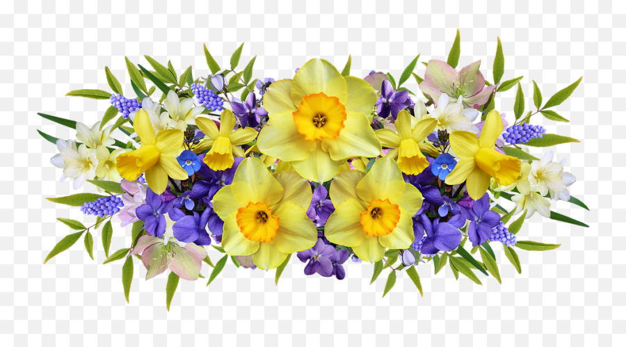 Flowers Spring Daffodils - Violets And Daffodils Png,Violets Png