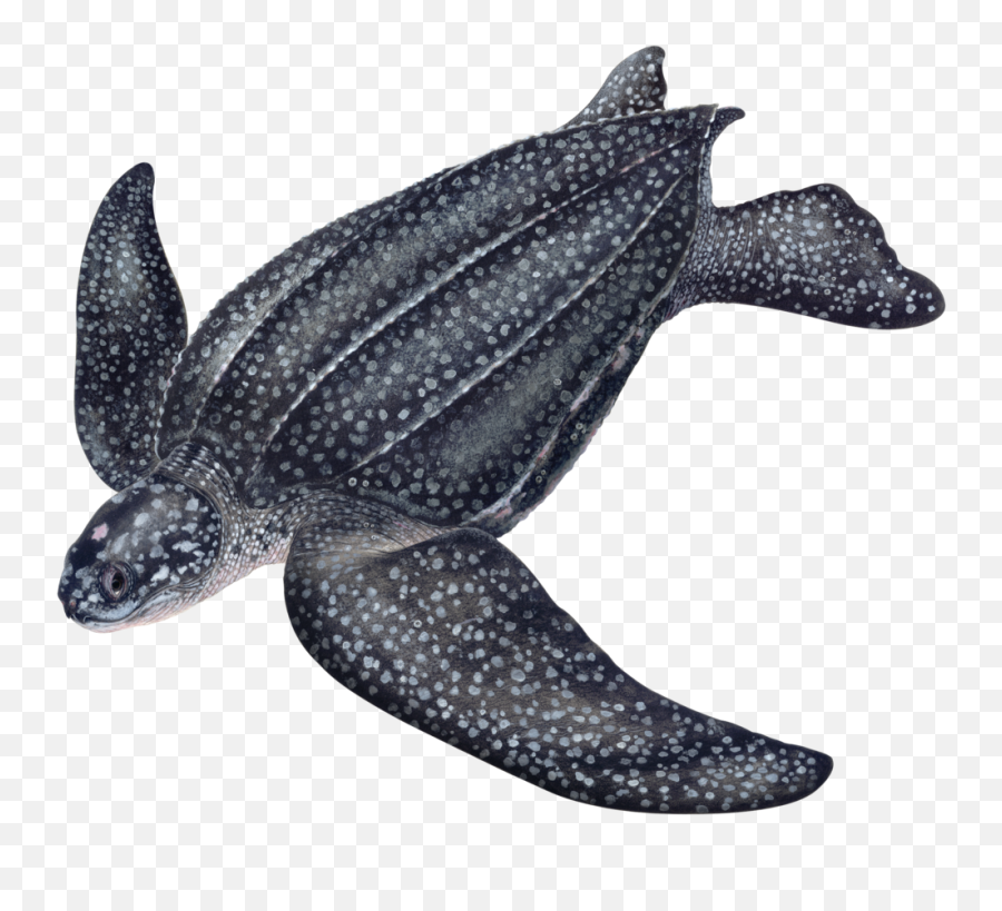 Sea Turtles - Leatherback Png,Turtle Png