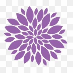 Download Chrysanthemum Png Image