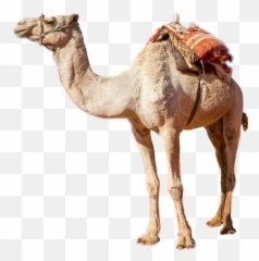 Camel Sticker By Andrea Mandelenis - Camel Picsart png