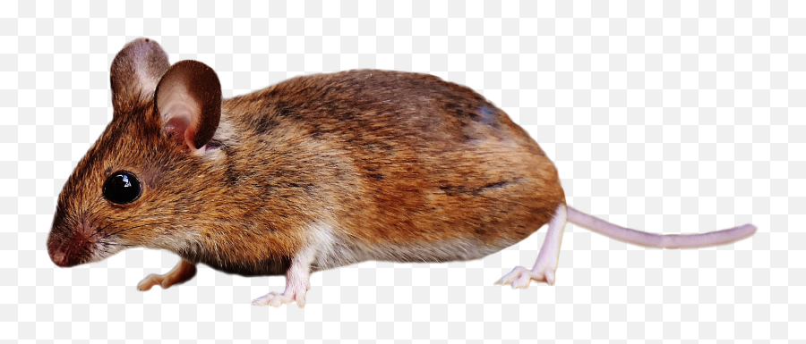 Mouse Transparent Background - Raton Animal Png,Mouse Transparent Background