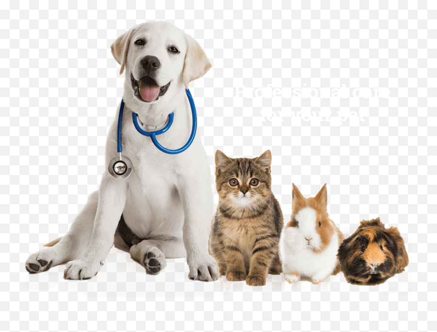 Download Labrador Sitting Pet - Dogs Cats And Guinea Pigs Png,Veterinarian Png