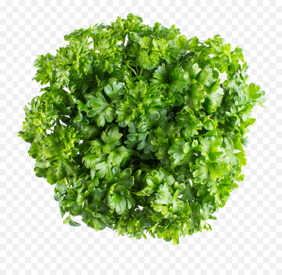 Curly Parsley - Curly Parsley Herbs Transparent Background Png,Parsley Png