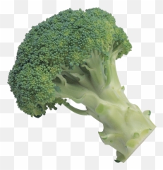 Broccoli - Transparent Background png