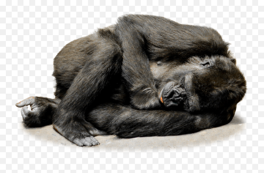 Download - Sleeping Gorilla Png,Monkey Transparent Background