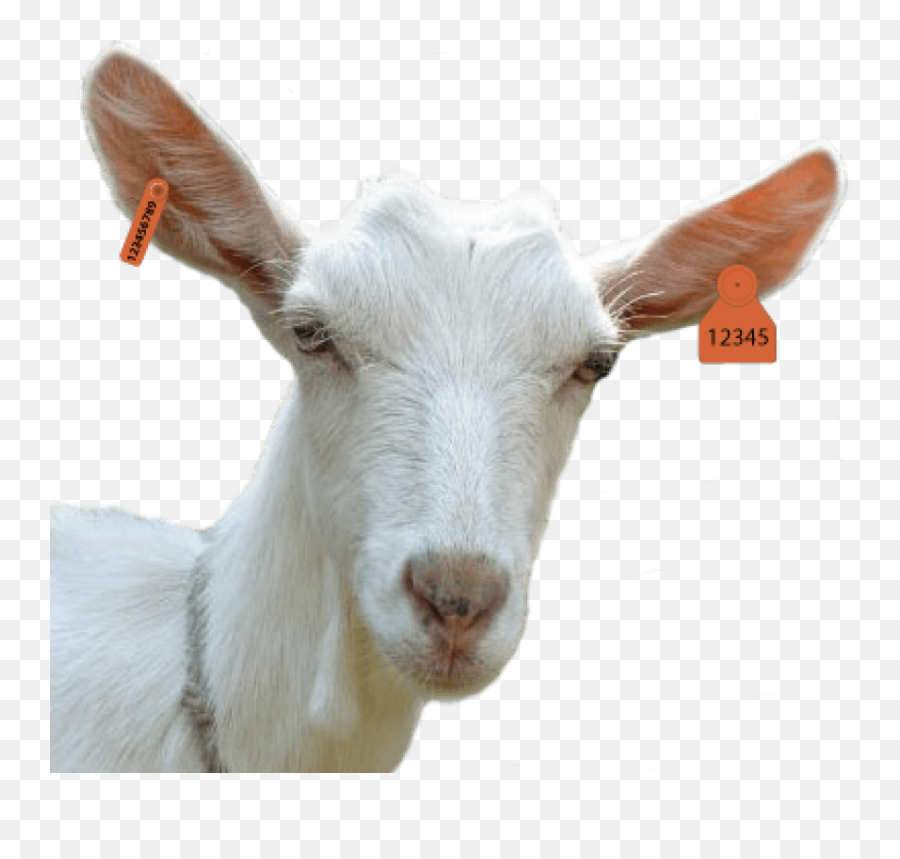 Goat Png - Goat Head Png,Goats Png