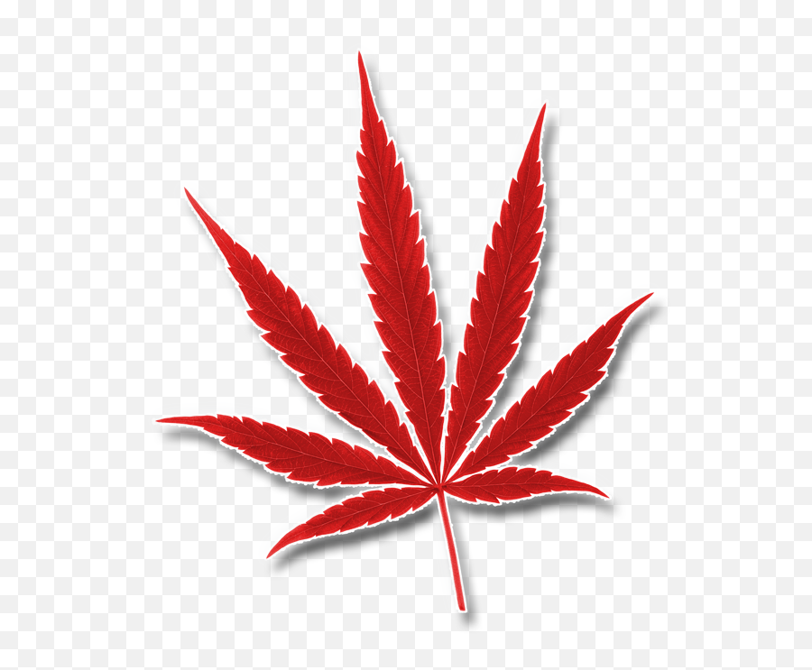 Ou0027cannabiz Toronto 2020 - 25 Ocannabiz Logo Png,Marijuana Leaf Transparent