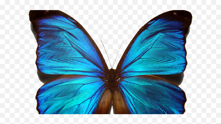 Blue Morpho Butterfly - Principal Of Design Balance Png,Blue Butterflies Png
