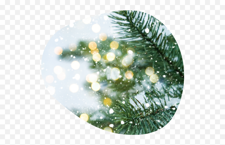 Formulation Of The Month - Close Up Of Christmas Tree Lights Png,Christmas Aim Icon