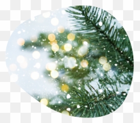 Formulation Of The Month - Close Up Of Christmas Tree Lights png
