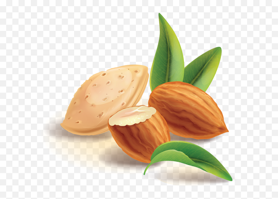 Almond Vector Shea Nut Transparent - Almond Clipart Png,Almonds Png