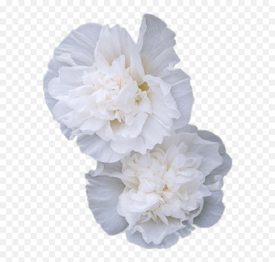 Double White Hollyhock Flowers Transparent Png - Stickpng Transparent Carnation Flowers White,Floral Transparent Background