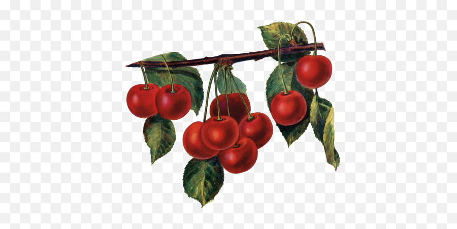 Vine - Cherries Pittock Mansion Cherry Png,Cherries Png