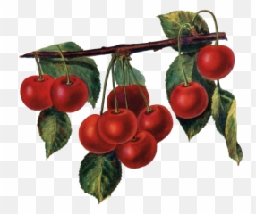 Vine - Cherries Pittock Mansion Cherry Png,Cherries Png