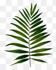 Download Hd Big Image Png - Clip Art Fern Leaf