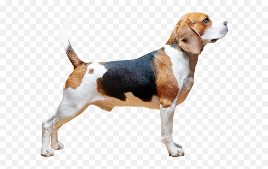Download Beagle - Online Shopping Png Image With No,Beagle Png