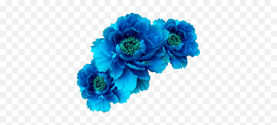 Blue Flower Crown Png Picture - Blue Peony,Blue Flower Transparent Background