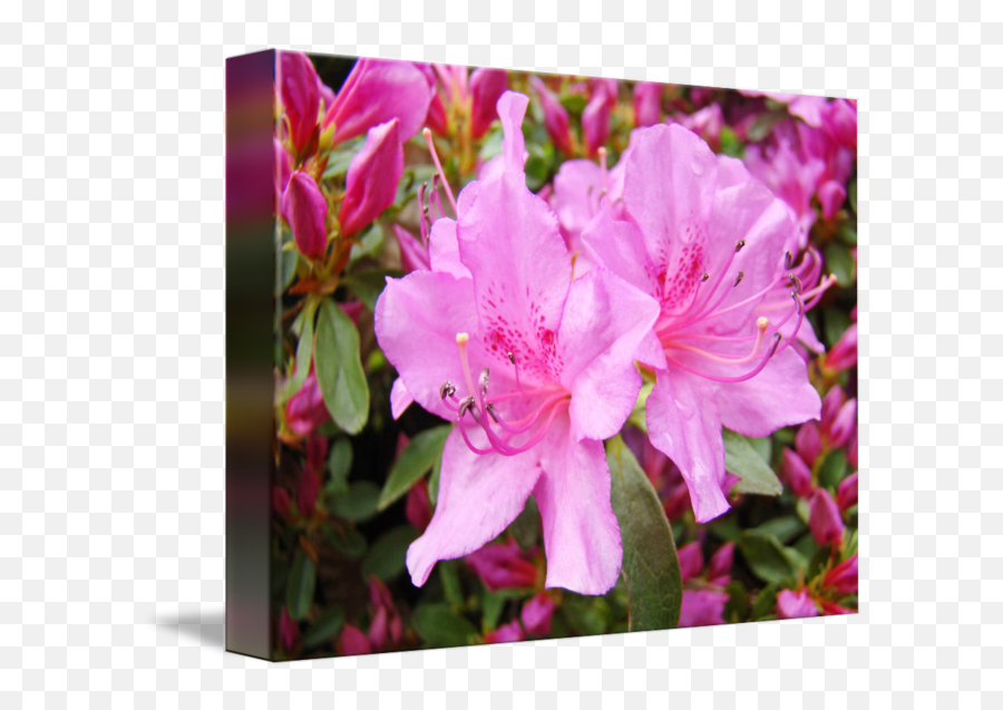 Azalea Flowers Pink Azaleas Botanical Art Print By Baslee Troutman Fine Prints - Azalea Blossom Png,Azalea Png