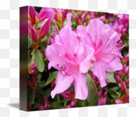Azalea Flowers Pink Azaleas Botanical Art Print By Baslee Troutman Fine Prints - Azalea Blossom Png,Azalea Png