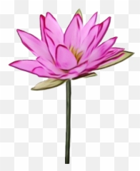 Lotus Png Transparent Images - Sacred
