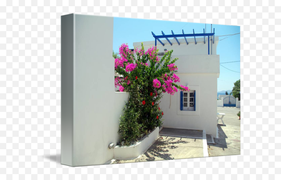 Bougainvillea Drawing Botanical Illustration Picture - House Png,Bougainvillea Png