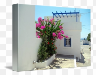 Bougainvillea Drawing Botanical Illustration Picture - House Png,Bougainvillea Png
