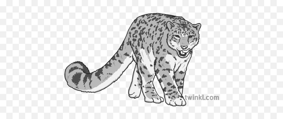 Snow Leopard Black And White 1 Illustration - Twinkl Jaguar Png,Snow Leopard Png