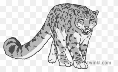 Snow Leopard Black And White 1 Illustration - Twinkl Jaguar Png,Snow Leopard Png