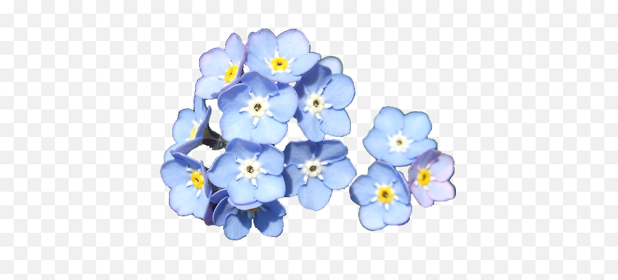 Forget Me Not Png Transparent - Flowers Do Not Forget Me,Forget Me Not Png