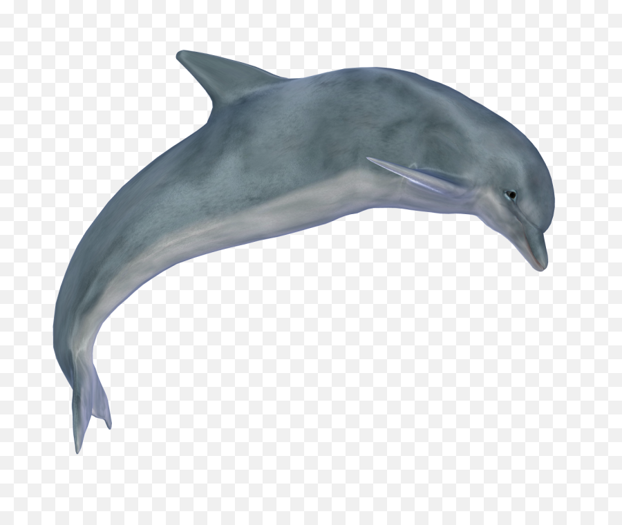 Png Images Vector Psd Clipart - Real Dolphin Png,Dolphin Png