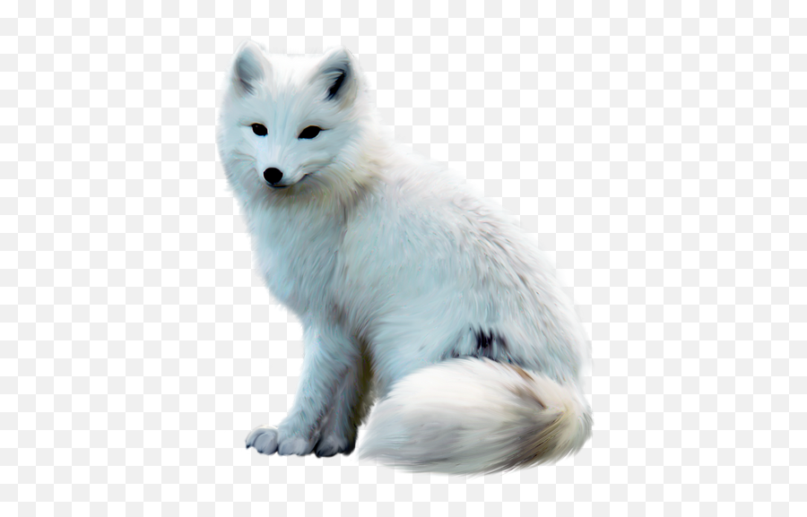 Arctic Fox Png Free Download - Arctic Fox Transparent Png,Arctic Fox Png