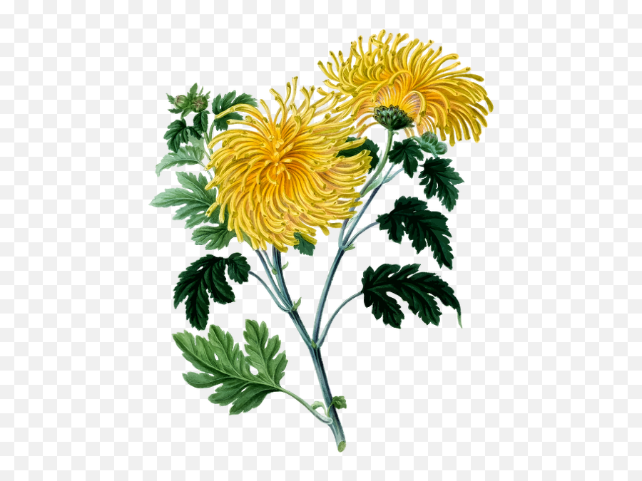 Chrysanthemum - Yellow Chrysanthemum Clip Art Png,Chrysanthemum Png