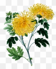 Chrysanthemum - Yellow Chrysanthemum Clip Art Png,Chrysanthemum Png