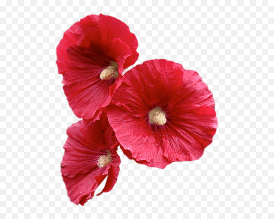 Red Hollyhock Flowers Transparent Png - Hollyhock Flower Png,Red Flower Transparent