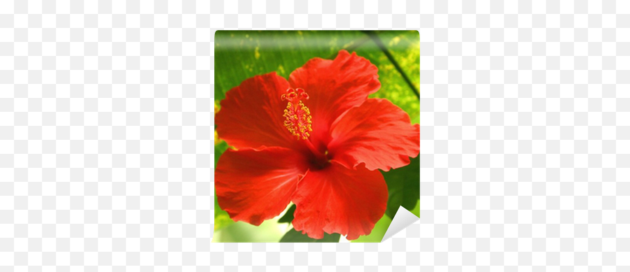 Red Tropical Flower Wall Mural U2022 Pixers - We Live To Change Fleur Tropical Rouge Png,Tropical Flower Png