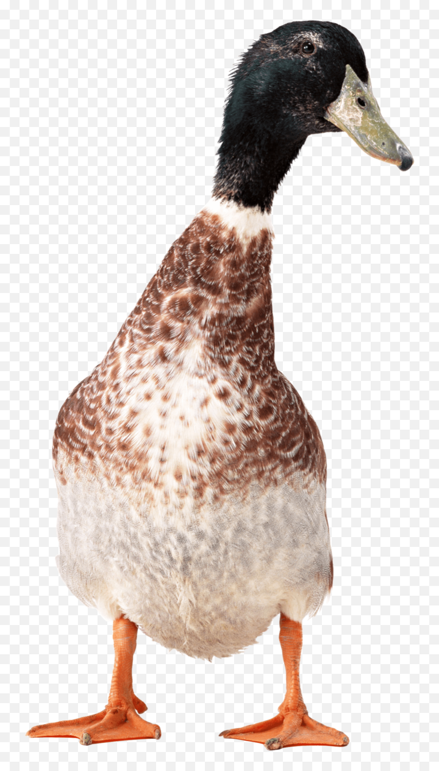 Download Free Png Duck Image - Dlpngcom Kerala Duck Png,Hedge Png