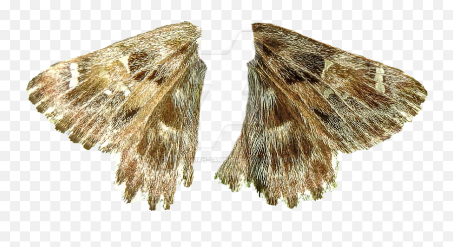 Transparent Moth Wings - Moth Wings Png Transparent,Moth Transparent Background