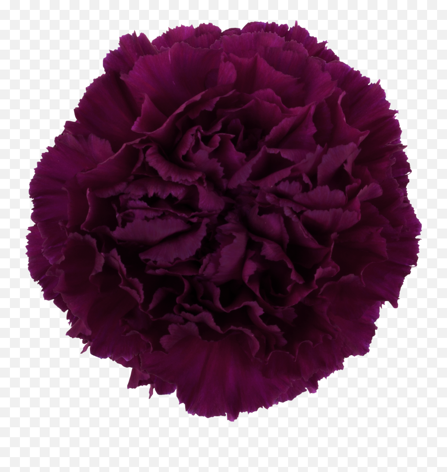 Golem Carnation - Burgundy Carnation Png,Carnation Png